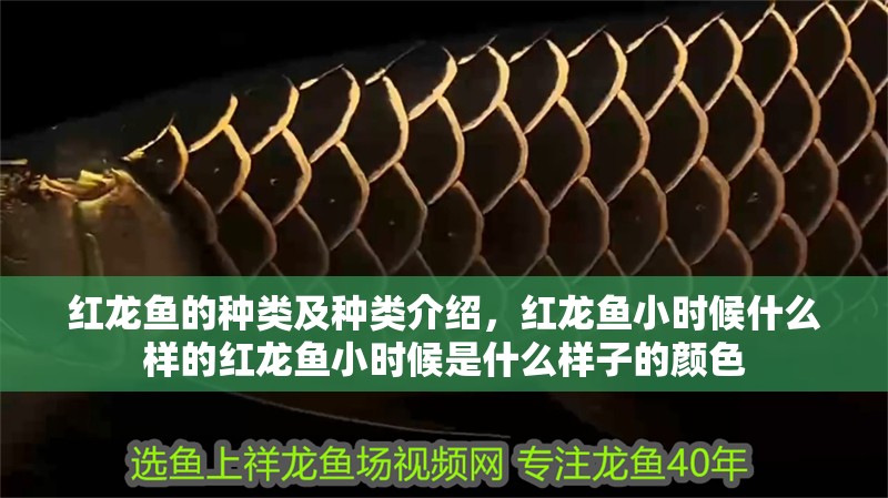 紅龍魚的種類及種類介紹，紅龍魚小時候什么樣的紅龍魚小時候是什么樣子的顏色