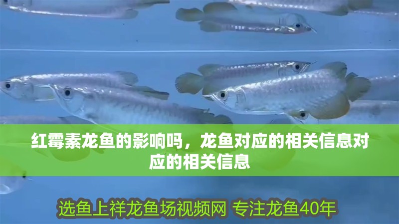 紅霉素龍魚的影響嗎，龍魚對應的相關信息對應的相關信息