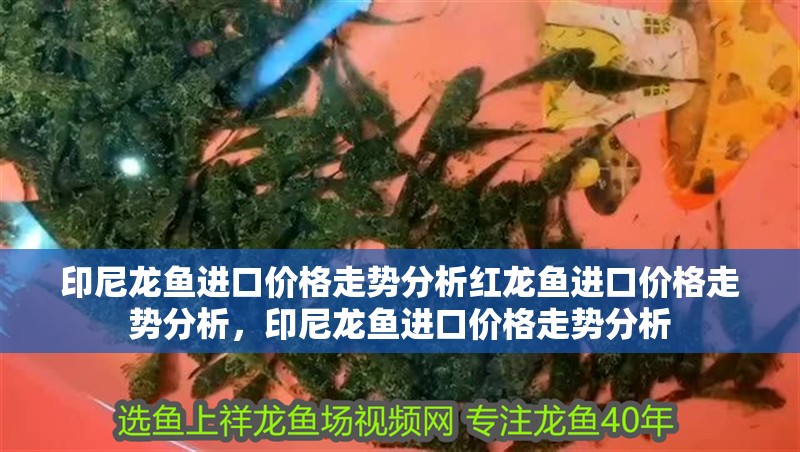 印尼龍魚進口價格走勢分析紅龍魚進口價格走勢分析，印尼龍魚進口價格走勢分析