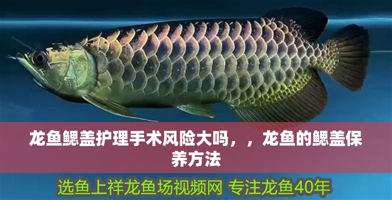 龍魚鰓蓋護理手術風險大嗎，，龍魚的鰓蓋保養方法