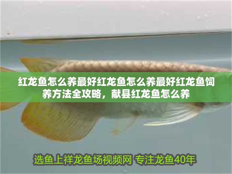 紅龍魚怎么養(yǎng)最好紅龍魚怎么養(yǎng)最好紅龍魚飼養(yǎng)方法全攻略，獻縣紅龍魚怎么養(yǎng)