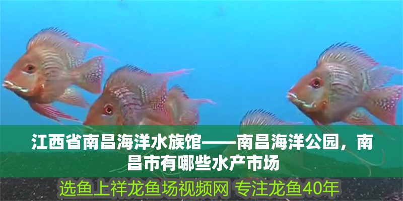 江西省南昌海洋水族館——南昌海洋公園,南昌市有哪些水產(chǎn)市場(chǎng) 觀賞魚(yú)百科 第2張 江西省南昌海洋水族館——南昌海洋公園,南昌市有哪些水產(chǎn)市場(chǎng) 江西省南昌海洋水族館——南昌海洋公園,南昌市有哪些水產(chǎn)市場(chǎng) 觀賞魚(yú)百科 第2張