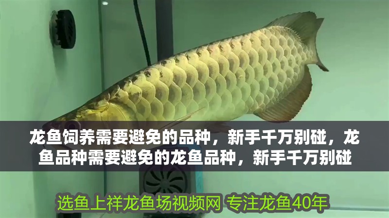 龍魚飼養(yǎng)需要避免的品種，新手千萬(wàn)別碰，龍魚品種需要避免的龍魚品種，新手千萬(wàn)別碰