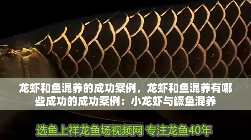 龍蝦和魚混養的成功案例，龍蝦和魚混養有哪些成功的成功案例：小龍蝦與鱖魚混養