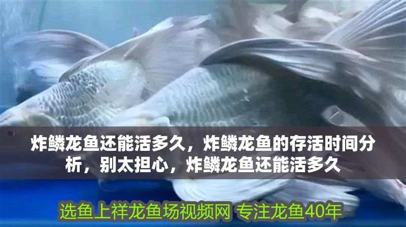 炸鱗龍魚還能活多久，炸鱗龍魚的存活時間分析，別太擔心，炸鱗龍魚還能活多久