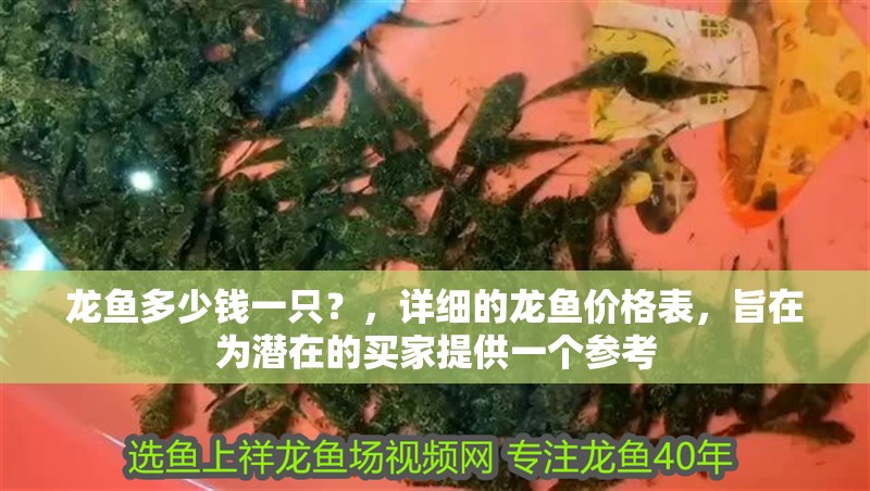 新到家的小虎魚 龍魚多少錢一只?,詳細的龍魚價格表,旨在為潛在的買家提供一個參考 龍魚百科 龍魚多少錢一只?,詳細的龍魚價格表,旨在為潛在的買家提供一個參考 龍魚多少錢一只?,詳細的龍魚價格表,旨在為潛在的買家提供一個參考 龍魚百科