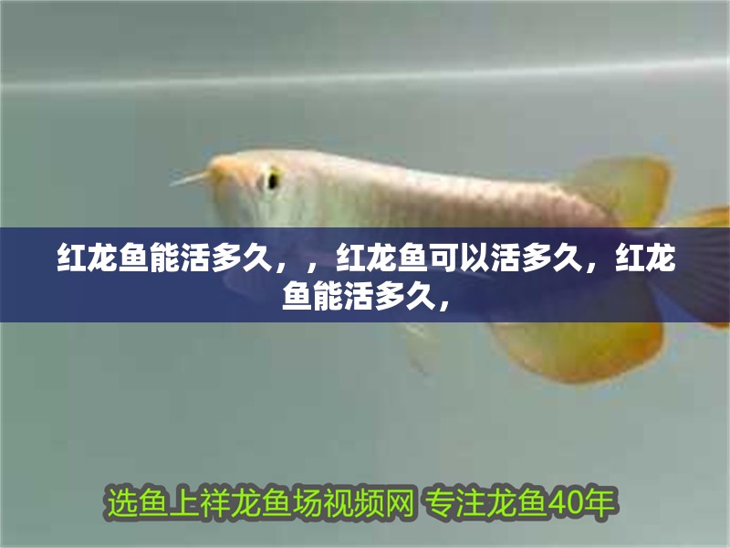 紅龍魚能活多久，，紅龍魚可以活多久，紅龍魚能活多久，
