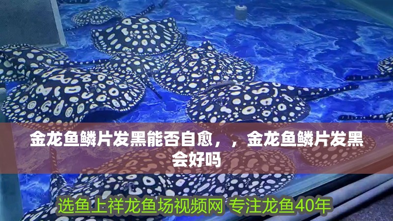 金龍魚鱗片發黑能否自愈，，金龍魚鱗片發黑會好嗎