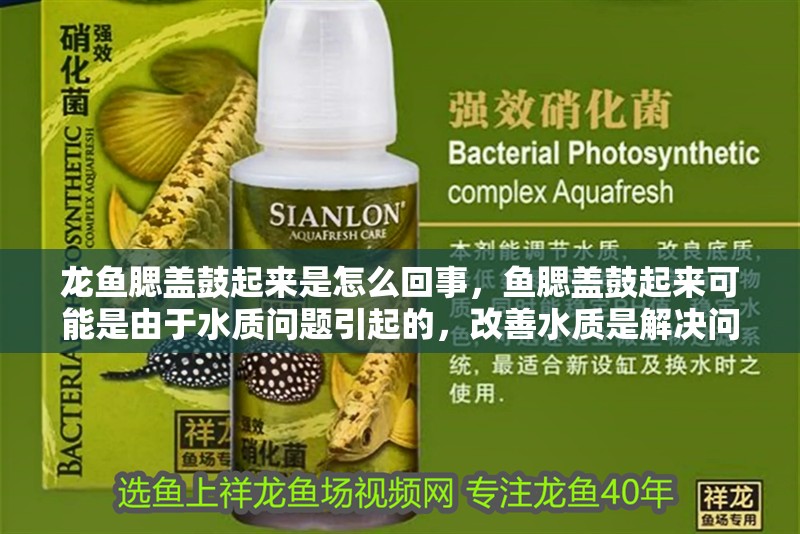 龍魚腮蓋鼓起來是怎么回事，魚腮蓋鼓起來可能是由于水質(zhì)問題引起的，改善水質(zhì)是解決問題的關(guān)鍵