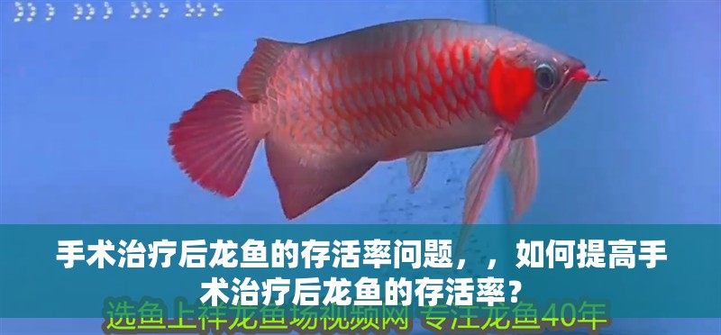 手術(shù)治療后龍魚(yú)的存活率問(wèn)題，，如何提高手術(shù)治療后龍魚(yú)的存活率？