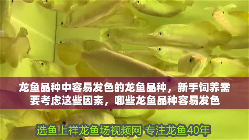龍魚品種中容易發(fā)色的龍魚品種，新手飼養(yǎng)需要考慮這些因素，哪些龍魚品種容易發(fā)色