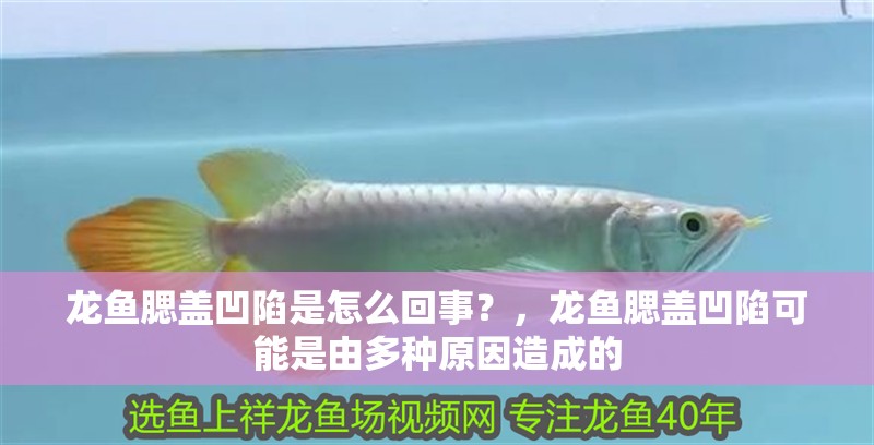 龍魚腮蓋凹陷是怎么回事？，龍魚腮蓋凹陷可能是由多種原因造成的