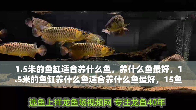 1.5米的魚缸適合養(yǎng)什么魚，養(yǎng)什么魚最好，1.5米的魚缸養(yǎng)什么魚適合養(yǎng)什么魚最好，15魚缸養(yǎng)什么魚最好
