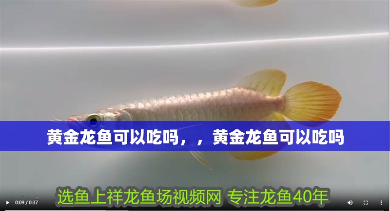 黃金龍魚可以吃嗎，，黃金龍魚可以吃嗎