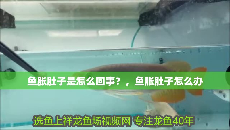 魚脹肚子是怎么回事？，魚脹肚子怎么辦