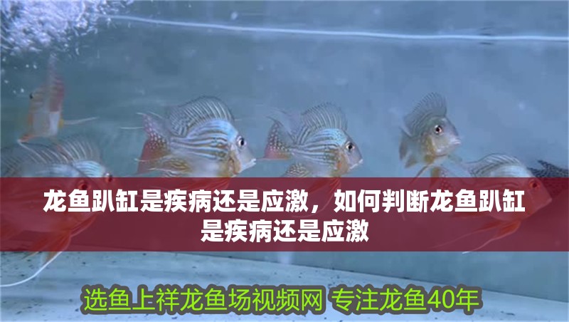 龍魚趴缸是疾病還是應激，如何判斷龍魚趴缸是疾病還是應激