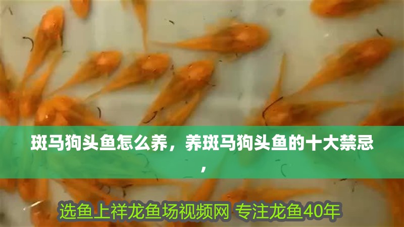 斑馬狗頭魚怎么養，養斑馬狗頭魚的十大禁忌，