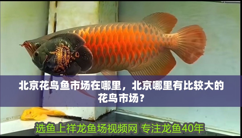北京花鳥魚市場在哪里，北京哪里有比較大的花鳥市場？