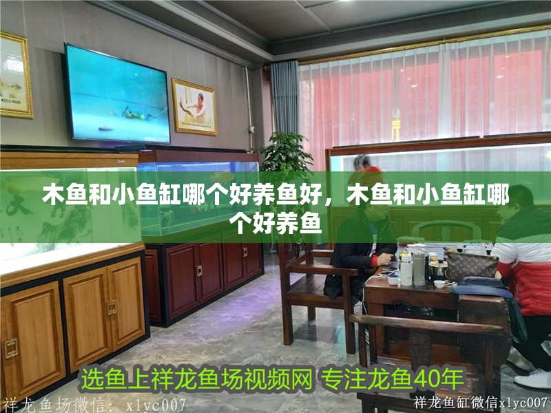 木魚和小魚缸哪個好養魚好，木魚和小魚缸哪個好養魚