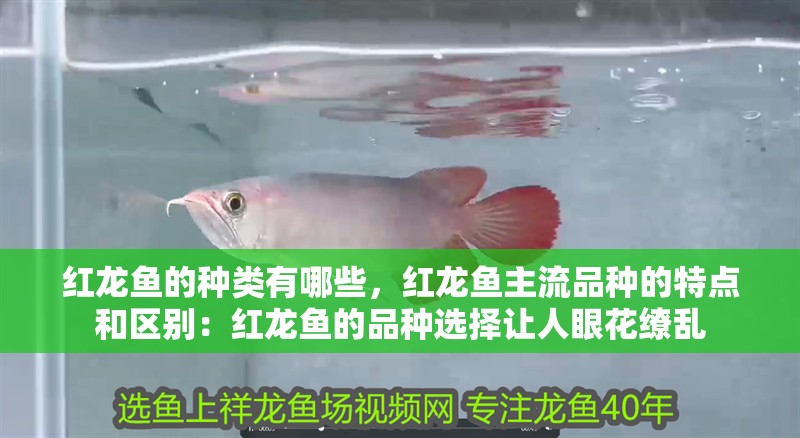 紅龍魚的種類有哪些，紅龍魚主流品種的特點(diǎn)和區(qū)別：紅龍魚的品種選擇讓人眼花繚亂