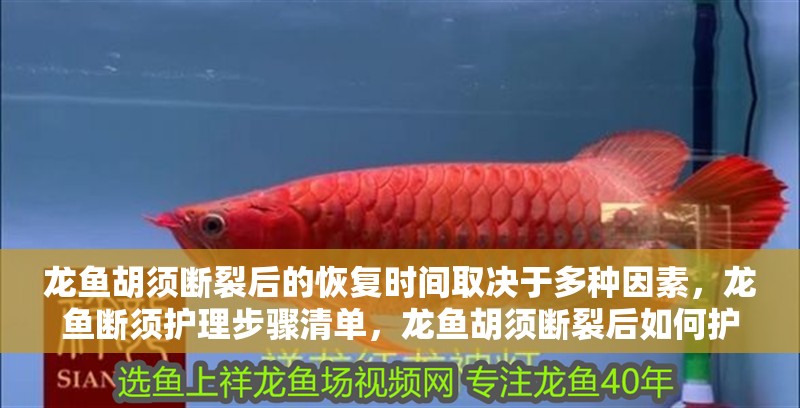 龍魚胡須斷裂后的恢復時間取決于多種因素，龍魚斷須護理步驟清單，龍魚胡須斷裂后如何護理？