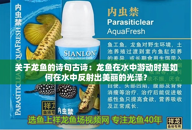 關于龍魚的詩句古詩：龍魚在水中游動時是如何在水中反射出美麗的光澤？