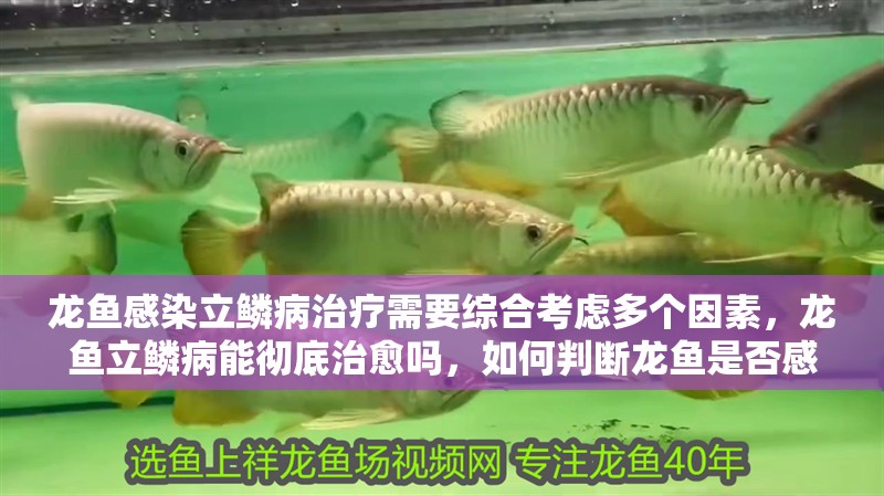龍魚感染立鱗病治療需要綜合考慮多個因素，龍魚立鱗病能徹底治愈嗎，如何判斷龍魚是否感染立鱗病