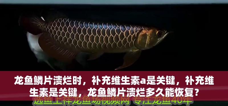 龍魚鱗片潰爛時，補充維生素a是關鍵，補充維生素是關鍵，龍魚鱗片潰爛多久能恢復？