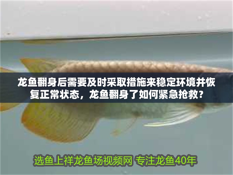 龍魚翻身后需要及時采取措施來穩定環境并恢復正常狀態，龍魚翻身了如何緊急搶救？
