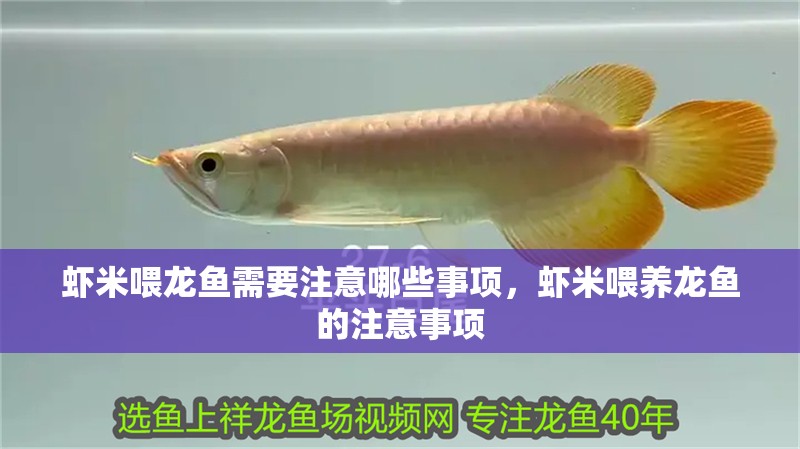 蝦米喂龍魚需要注意哪些事項，蝦米喂養龍魚的注意事項