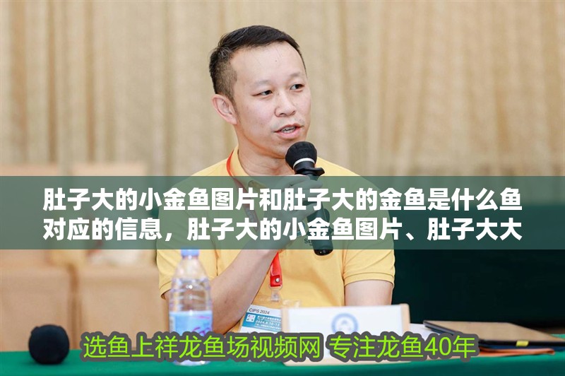 肚子大的小金魚圖片和肚子大的金魚是什么魚對應的信息，肚子大的小金魚圖片、肚子大大的金魚是什么魚