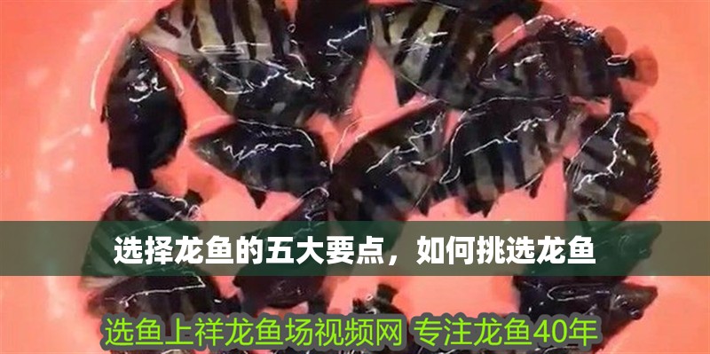 選擇龍魚的五大要點(diǎn)，如何挑選龍魚