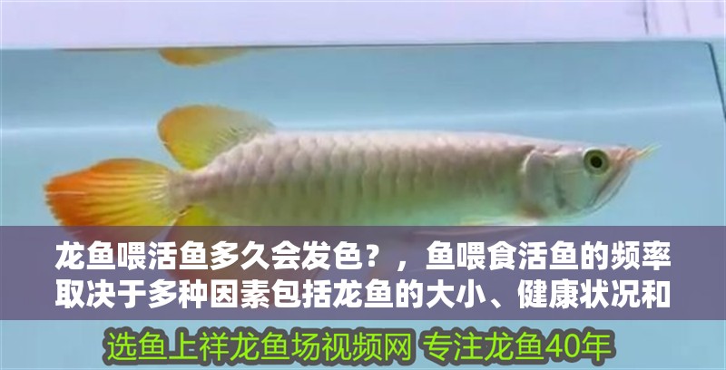 龍魚喂活魚多久會發色？，魚喂食活魚的頻率取決于多種因素包括龍魚的大小、健康狀況和活動水平