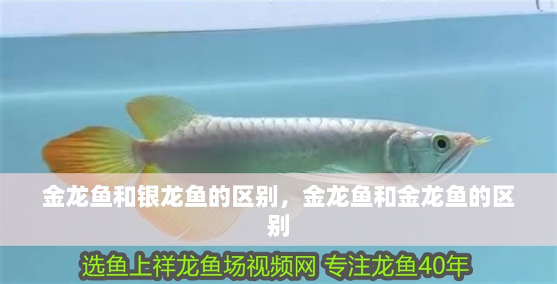 金龍魚和銀龍魚的區(qū)別，金龍魚和金龍魚的區(qū)別