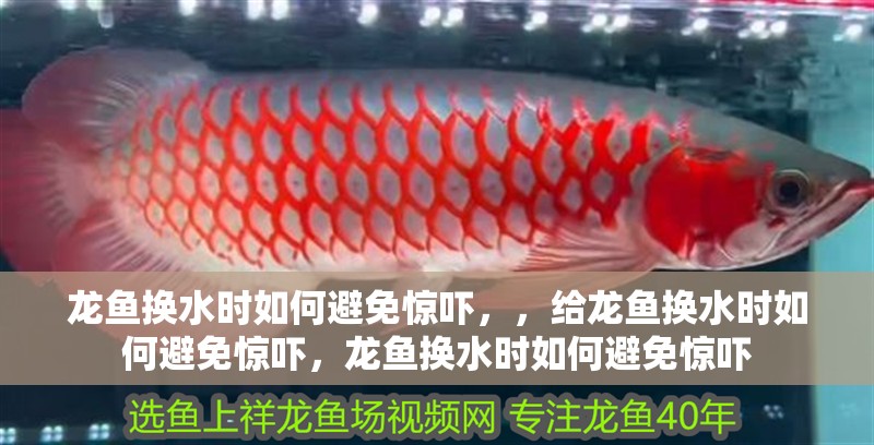 龍魚換水時如何避免驚嚇，，給龍魚換水時如何避免驚嚇，龍魚換水時如何避免驚嚇