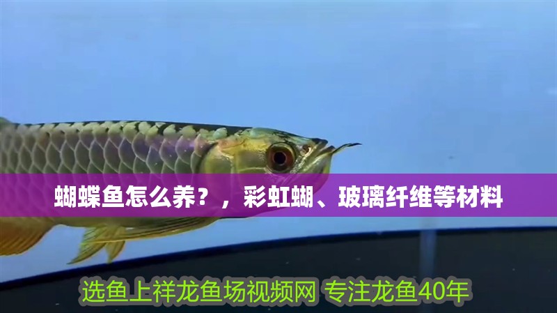 蝴蝶魚怎么養？，彩虹蝴、玻璃纖維等材料