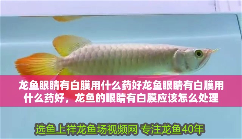 龍魚眼睛有白膜用什么藥好龍魚眼睛有白膜用什么藥好，龍魚的眼睛有白膜應(yīng)該怎么處理