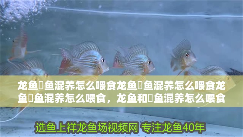 龍魚魟魚混養怎么喂食龍魚魟魚混養怎么喂食龍魚魟魚混養怎么喂食，龍魚和魟魚混養怎么喂食