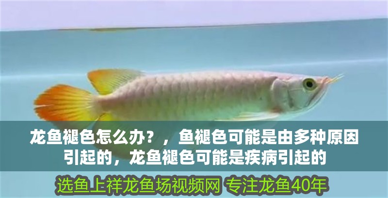 龍魚褪色怎么辦？，魚褪色可能是由多種原因引起的，龍魚褪色可能是疾病引起的