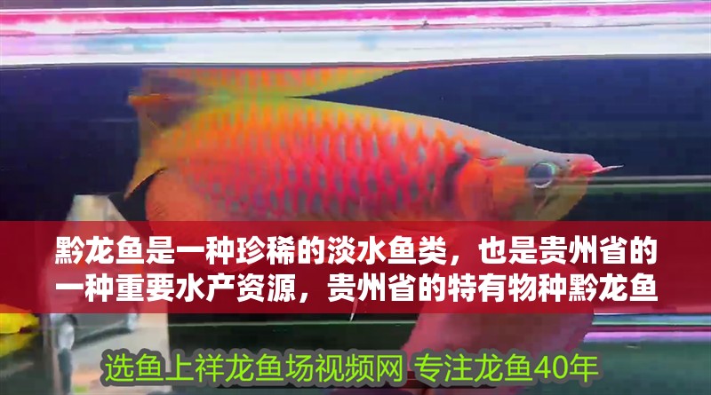 黔龍魚是一種珍稀的淡水魚類，也是貴州省的一種重要水產資源，貴州省的特有物種黔龍魚是一種珍稀的淡水魚類，是一種珍稀物種