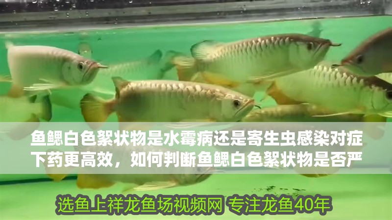 魚鰓白色絮狀物是水霉病還是寄生蟲感染對癥下藥更高效，如何判斷魚鰓白色絮狀物是否嚴重