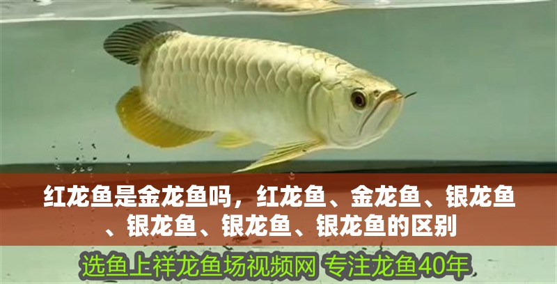紅龍魚是金龍魚嗎，紅龍魚、金龍魚、銀龍魚、銀龍魚、銀龍魚、銀龍魚的區別