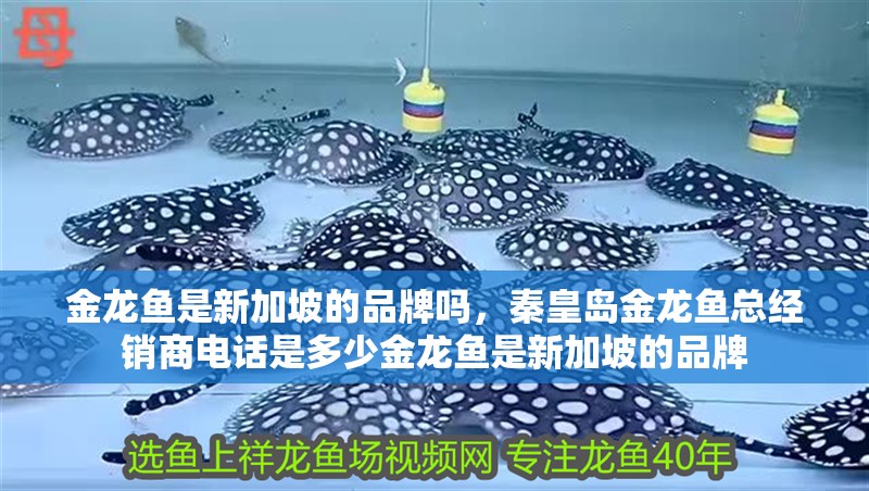 金龍魚是新加坡的品牌嗎，秦皇島金龍魚總經銷商電話是多少金龍魚是新加坡的品牌 金龍魚是新加坡的品牌嗎，秦皇島金龍魚總經銷商電話是多少金龍魚是新加坡的品牌 觀賞魚百科 第2張