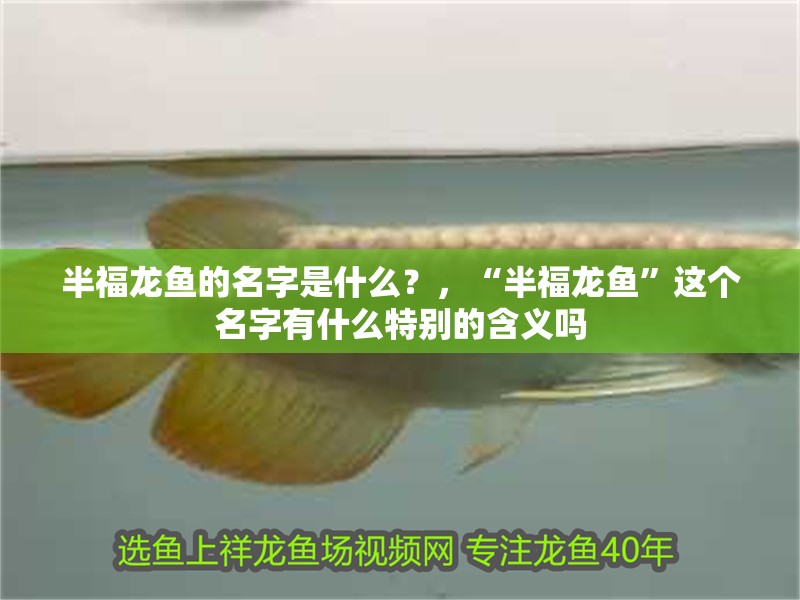 半福龍魚的名字是什么？，“半福龍魚”這個名字有什么特別的含義嗎