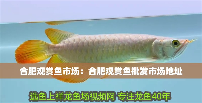 合肥觀賞魚市場：合肥觀賞魚批發市場地址