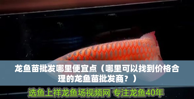 龍魚苗批發(fā)哪里便宜點（哪里可以找到價格合理的龍魚苗批發(fā)商？）