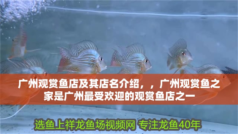 廣州觀賞魚店及其店名介紹，，廣州觀賞魚之家是廣州最受歡迎的觀賞魚店之一