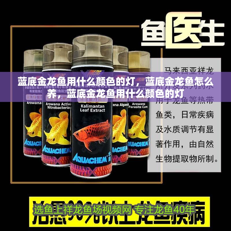 藍(lán)底金龍魚(yú)用什么顏色的燈，藍(lán)底金龍魚(yú)怎么養(yǎng)，藍(lán)底金龍魚(yú)用什么顏色的燈