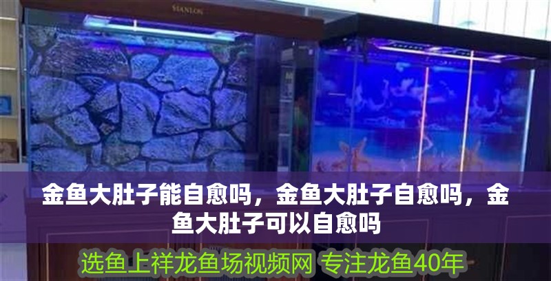 金魚大肚子能自愈嗎，金魚大肚子自愈嗎，金魚大肚子可以自愈嗎