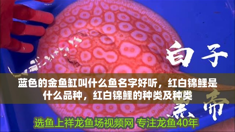 藍色的金魚缸叫什么魚名字好聽，紅白錦鯉是什么品種，紅白錦鯉的種類及種類